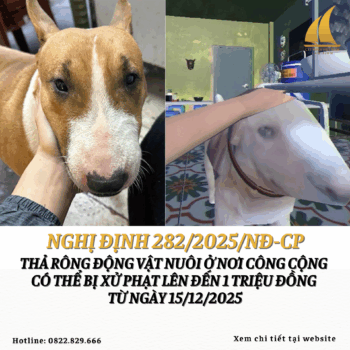 Thả rông động vật nuôi ở nơi công cộng có thể bị xử phạt lên đến 1 triệu đồng hiệu lực từ ngày 15/12/2025